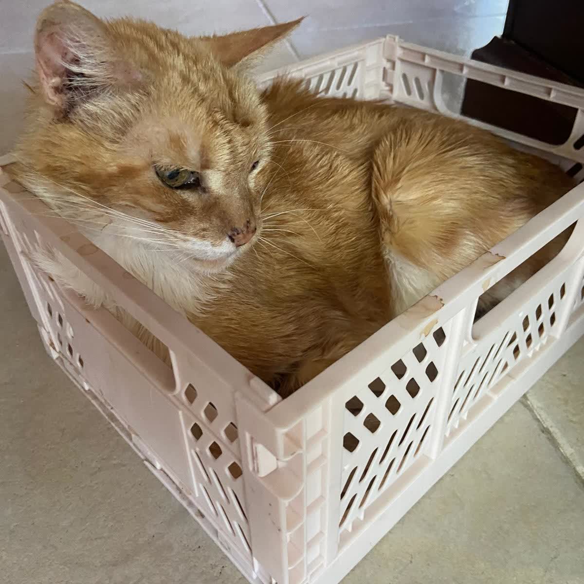 Mi gato