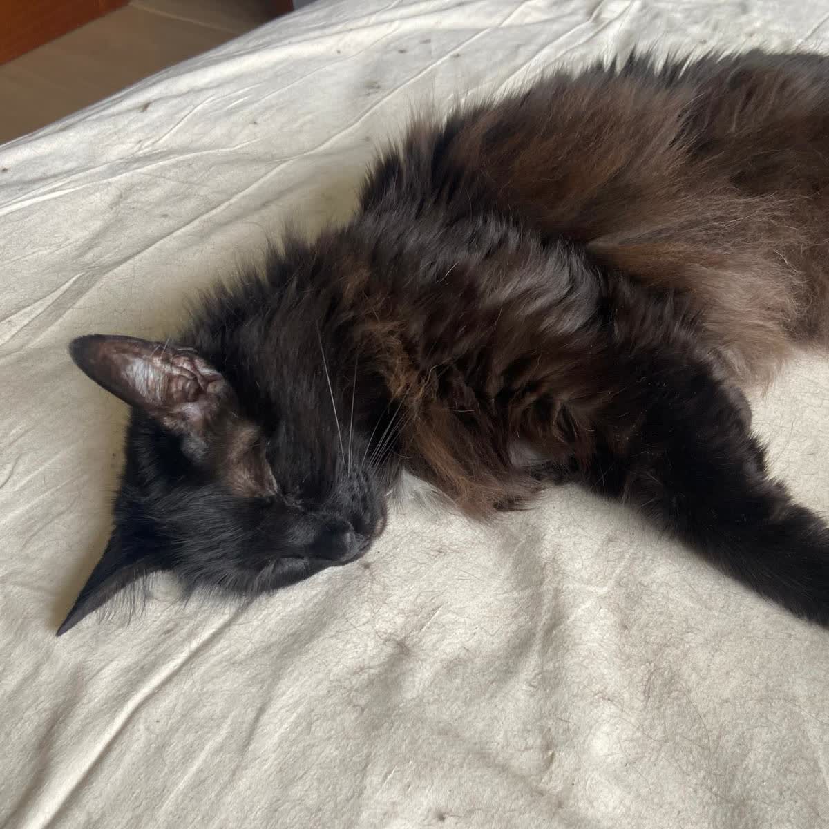 Mi gato