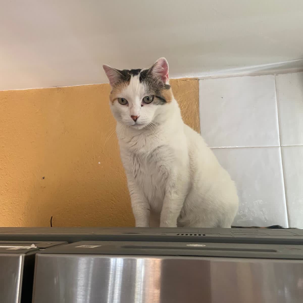 Mi gato