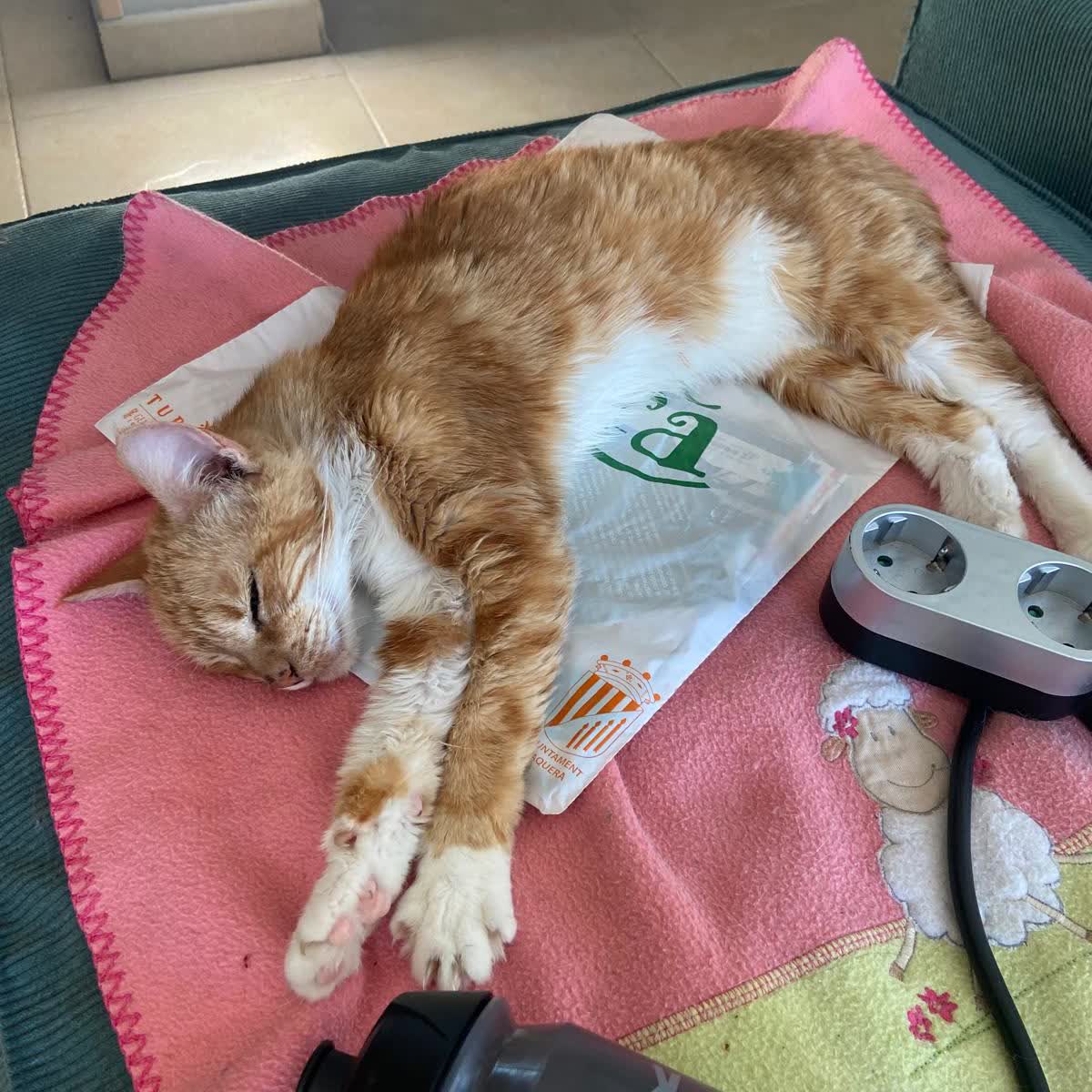 Mi gato