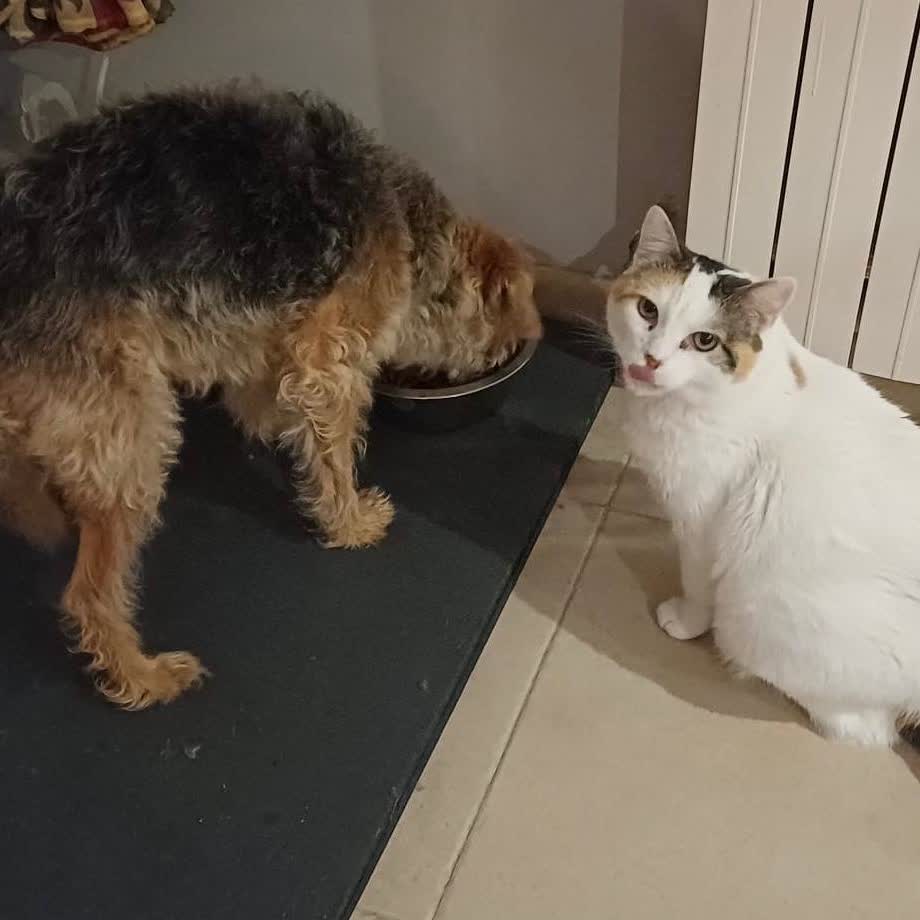 Mi gato